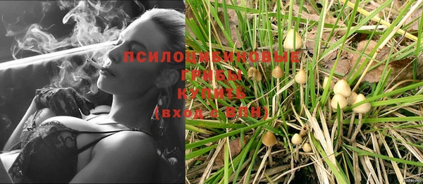 прущие грибы Армянск