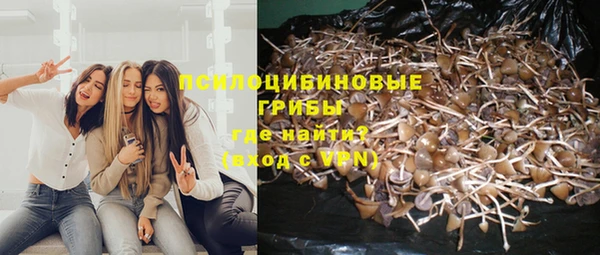 прущие грибы Армянск